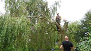 snoeien en rooien van bomen Reeshof tilburg